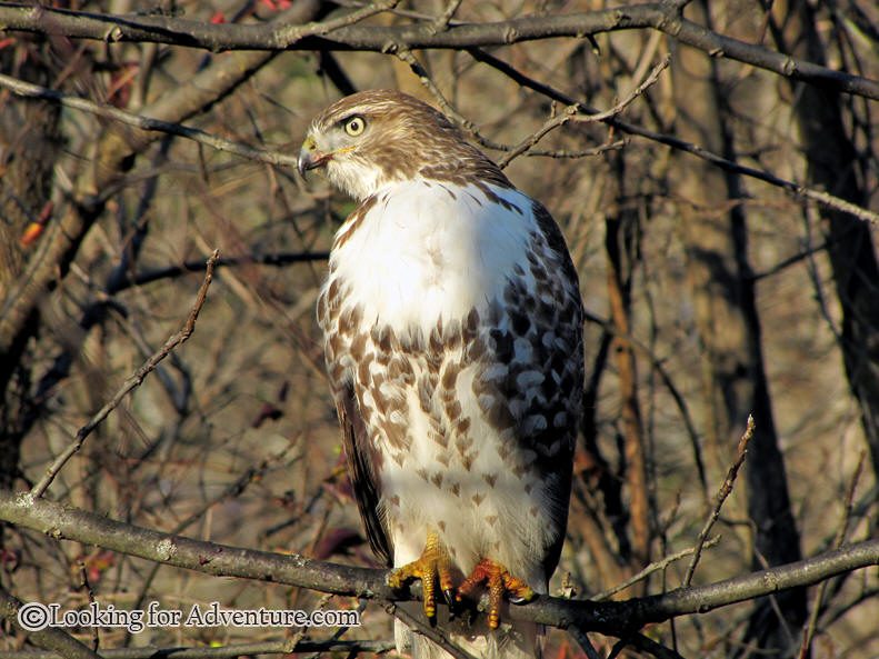 red tail hawk in trees