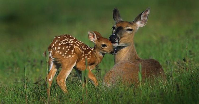 white tail deer and fawn