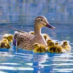 mother and baby ducks on pond