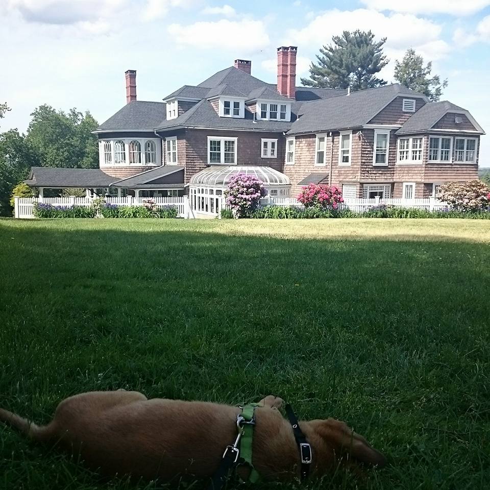dog laying down on the lawn with the mansion in the back ground