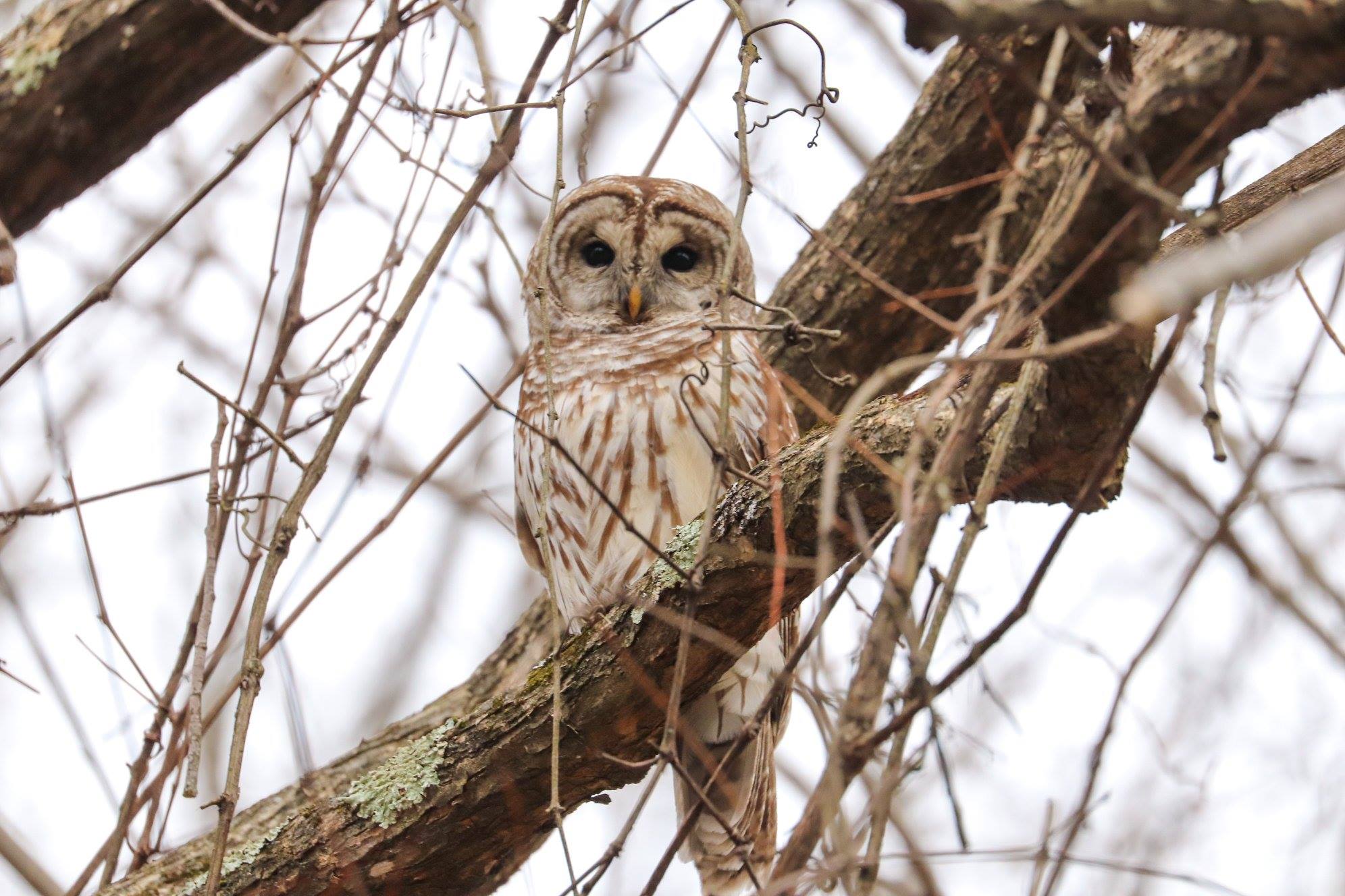 barn owl perched in tree