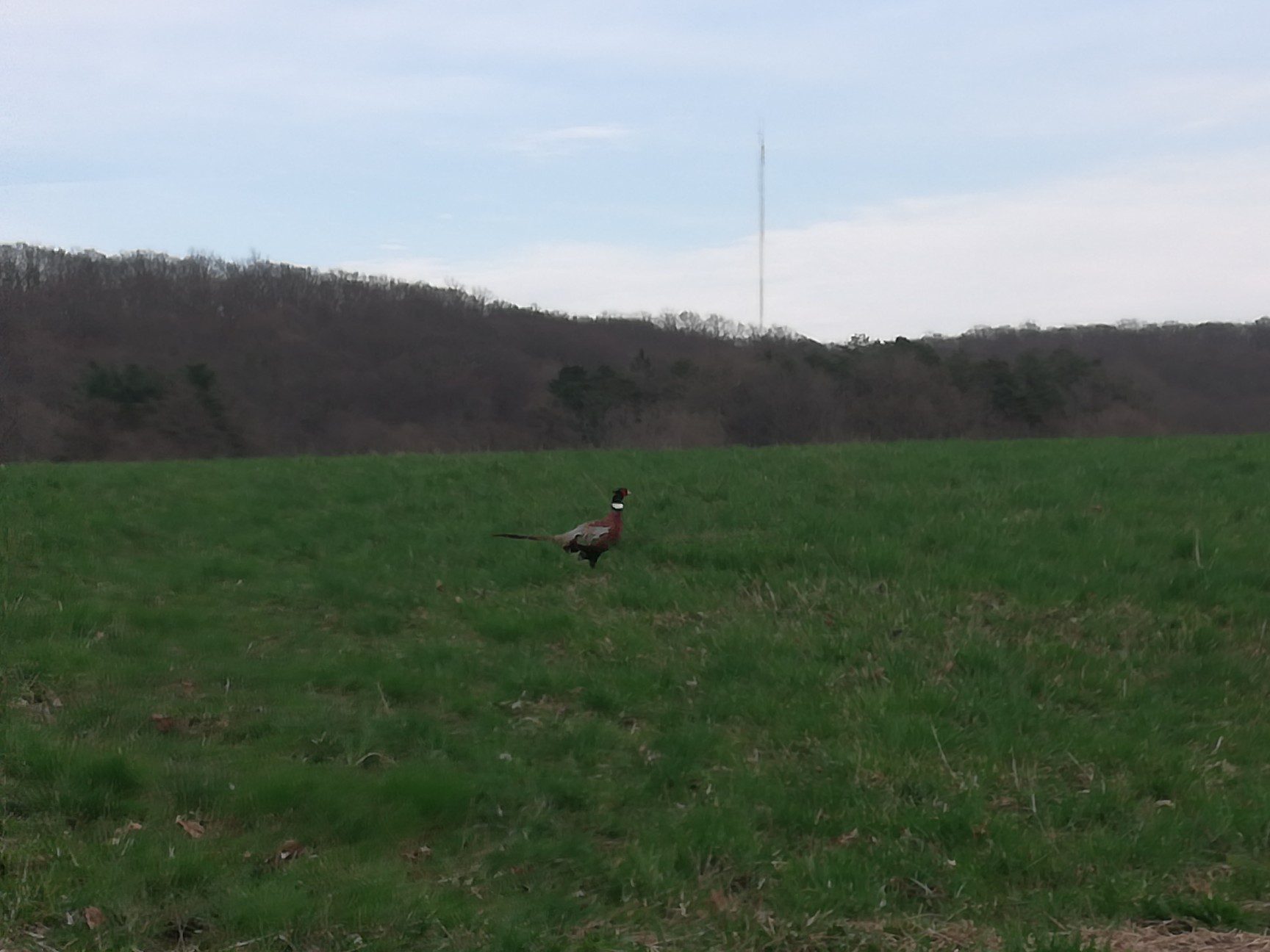 wildlife-sightings-ringneck-pheasant