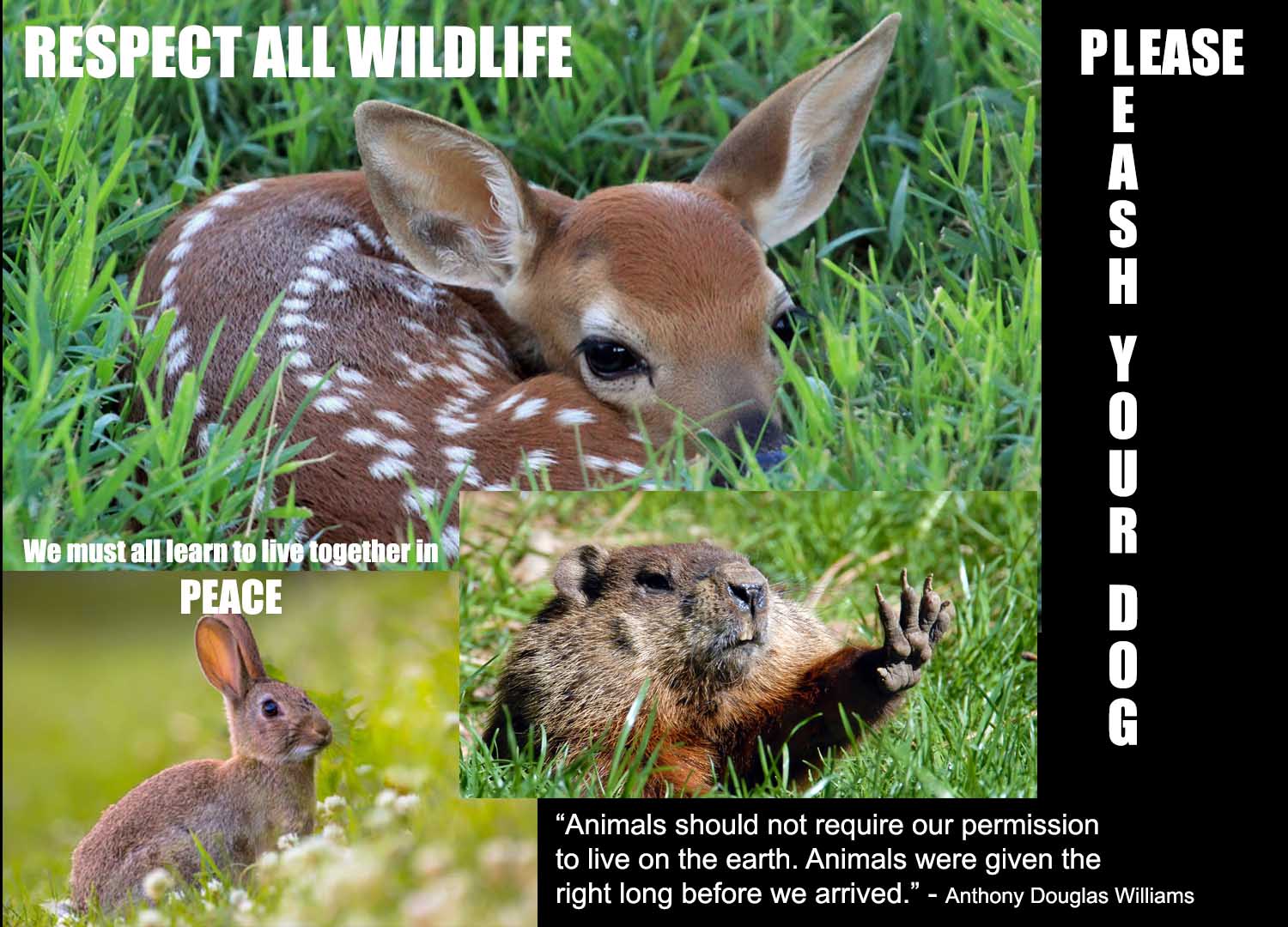 fawn rabbit and gopher respect all wildlife
