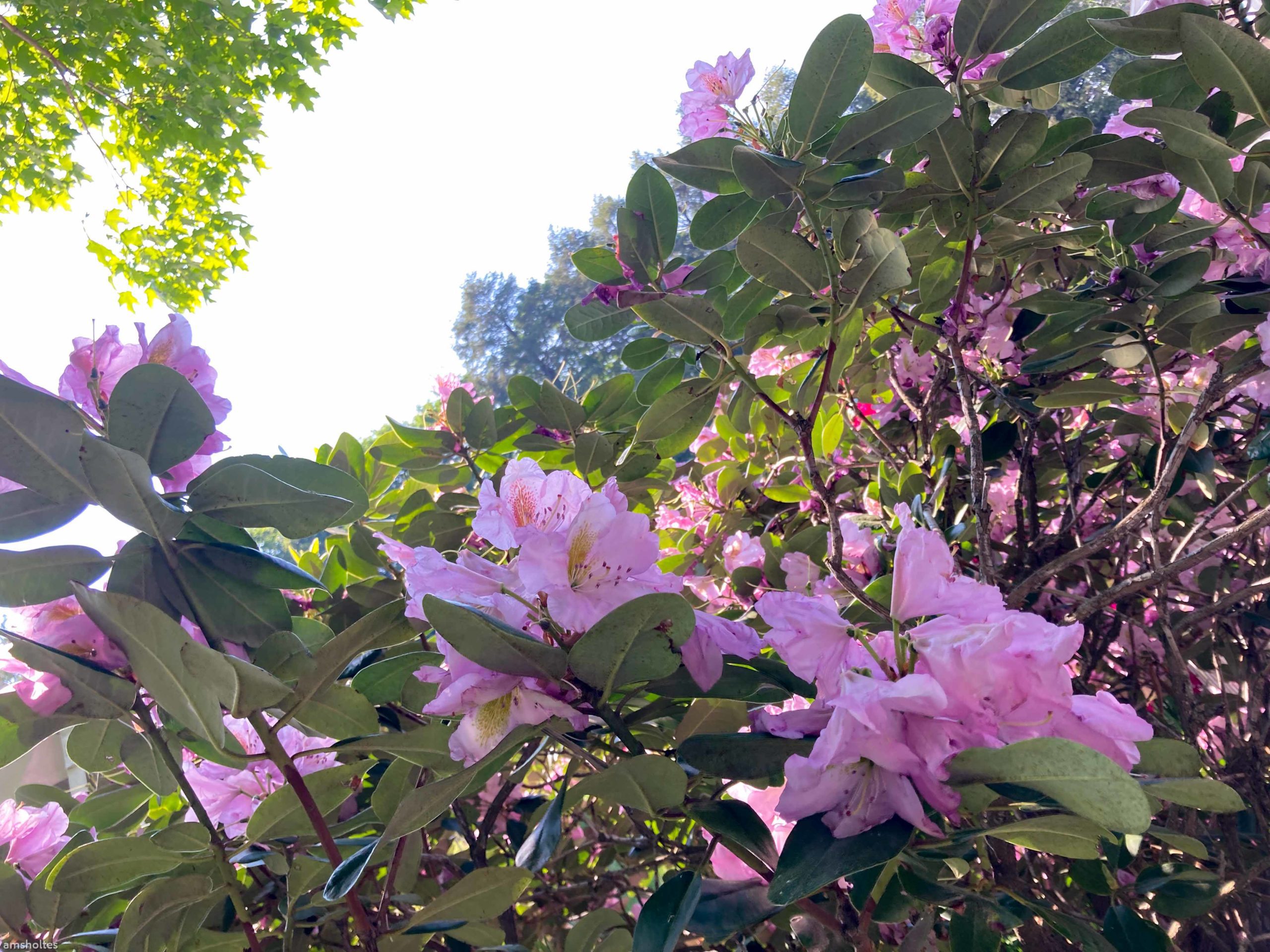 Rhododendrons in the sun